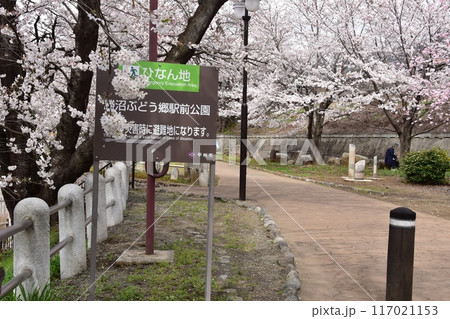 甲州市 旧勝沼駅の勝沼鉄道遺産記念公園(甚六桜公園)散策路と満開桜 甲州市 旧勝沼駅の勝沼鉄道遺産記念公園(甚六桜公園)散策路と満開桜 117021153