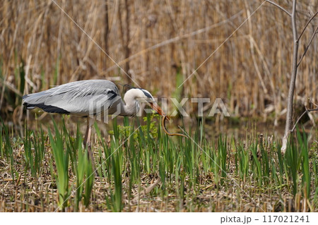 詐欺の餌探し 117021241