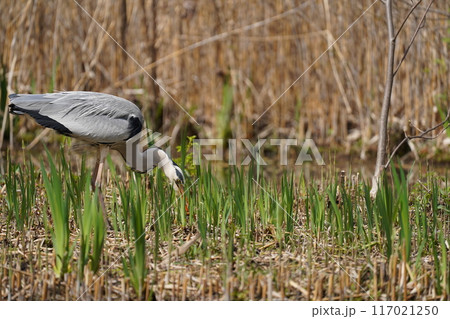 詐欺の餌探し 117021250