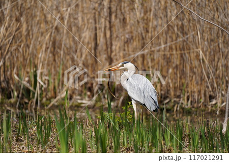 詐欺の餌探し 117021291