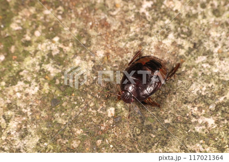 生き物 昆虫 ツチカメムシ、七月の公園。通路脇の縁石を沢山の幼虫が歩き回っていました 生き物 昆虫 ツチカメムシ、七月の公園。通路脇の縁石を沢山の幼虫が歩き回っていました 117021364