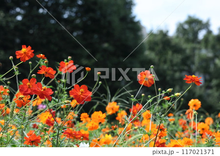 秋風に揺れて咲く 秋風に揺れて咲く 117021371