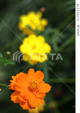 秋風に揺れて咲く 117021379