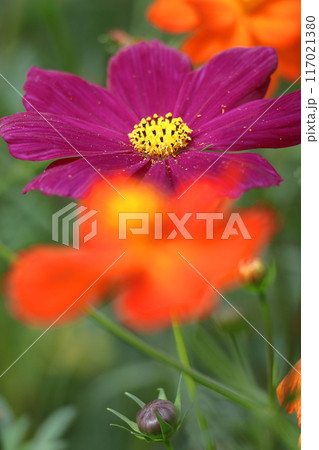 秋風に揺れて咲く 117021380