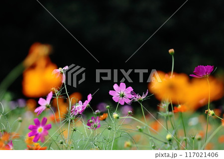 秋風に揺れて咲く 秋風に揺れて咲く 117021406