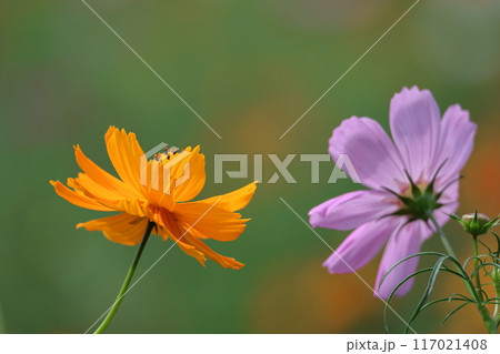 秋風に揺れて咲く 秋風に揺れて咲く 117021408