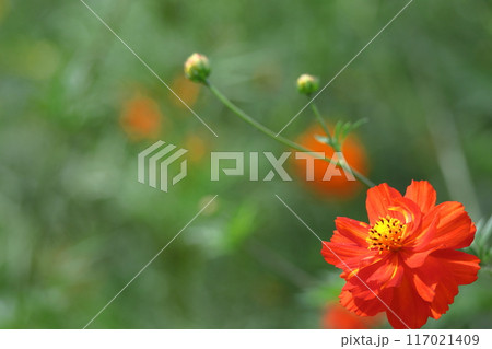 秋風に揺れて咲く 117021409