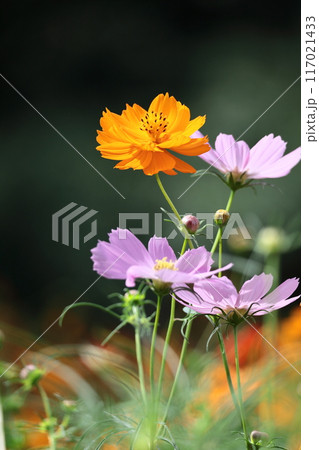 秋風に揺れて咲く 117021433