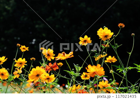 秋風に揺れて咲く 秋風に揺れて咲く 117021435