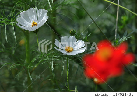 秋風に揺れて咲く 117021436