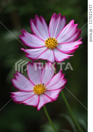 秋風に揺れて咲く 117021437