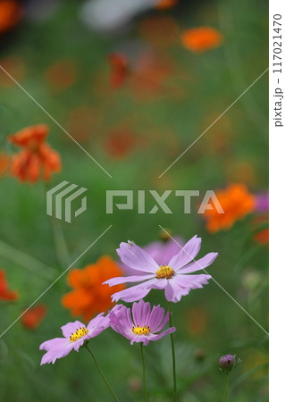 秋風に揺れて咲く 117021470