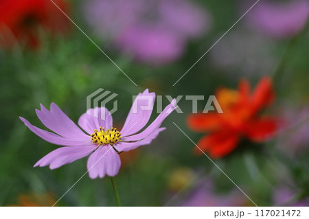 秋風に揺れて咲く 117021472