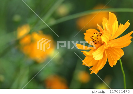 秋風に揺れて咲く 117021476