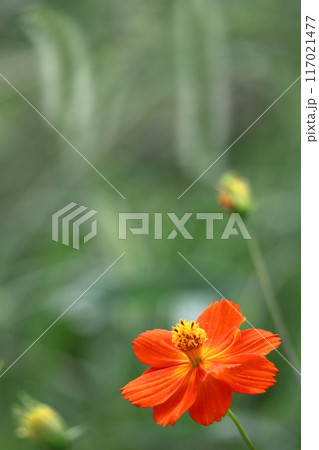 秋風に揺れて咲く 117021477