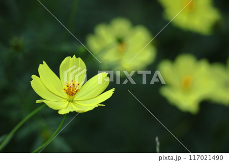 秋風に揺れて咲く 秋風に揺れて咲く 117021490