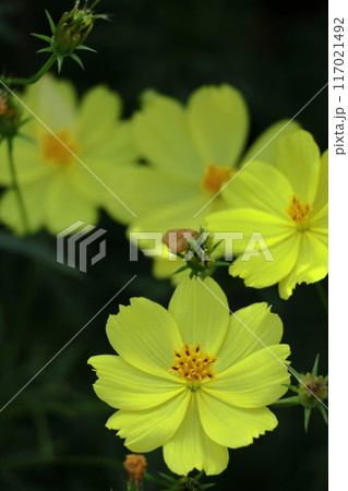 秋風に揺れて咲く 117021492