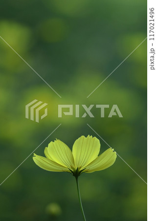 秋風に揺れて咲く 秋風に揺れて咲く 117021496