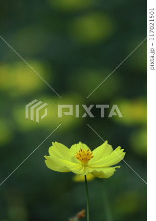 秋風に揺れて咲く 117021501