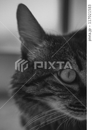 Close up of a cats face in a black and white photograph Close up of a cats face in a black and white photograph 117021583