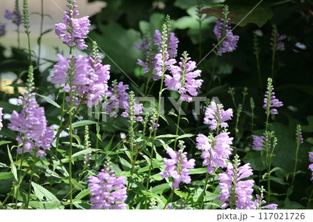 花穂が下から上へ順番に咲く 花穂が下から上へ順番に咲く 117021726