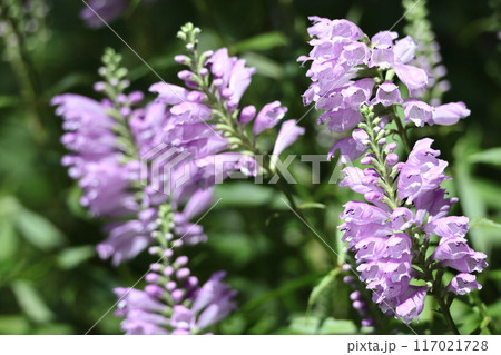 花穂が下から上へ順番に咲く 117021728