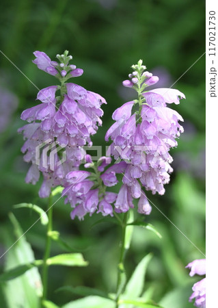 花穂が下から上へ順番に咲く 花穂が下から上へ順番に咲く 117021730