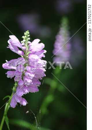 花穂が下から上へ順番に咲く 花穂が下から上へ順番に咲く 117021732