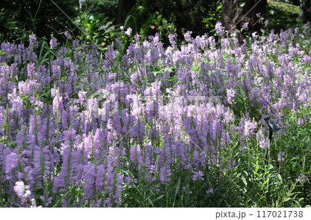 花穂が下から上へ順番に咲く 117021738