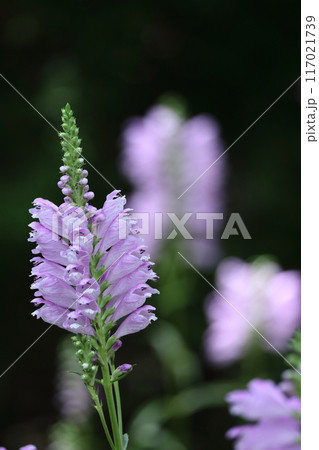花穂が下から上へ順番に咲く 花穂が下から上へ順番に咲く 117021739