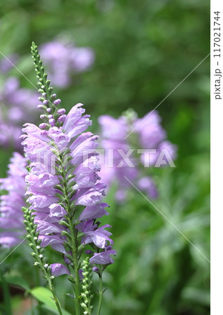花穂が下から上へ順番に咲く 花穂が下から上へ順番に咲く 117021744