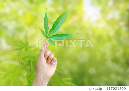 One hand holds a cannabis leaf on a blurred green background. Marijuana leaves. Medical marijuana. One hand holds a cannabis leaf on a blurred green background. Marijuana leaves. Medical marijuana. 117021800