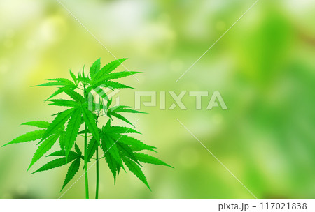marijuana leaf photo frame Herbs on a green background 117021838