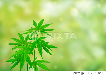 cannabis plant isolated on blurred green background 117021843