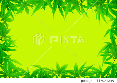 marijuana leaf photo frame Herbs on a green background 117021849