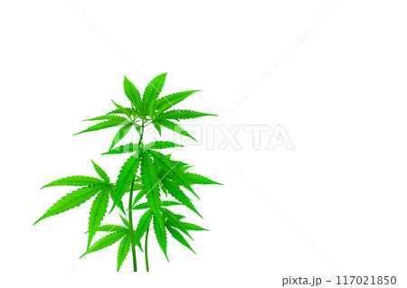 cannabis plant isolated on a white background 117021850