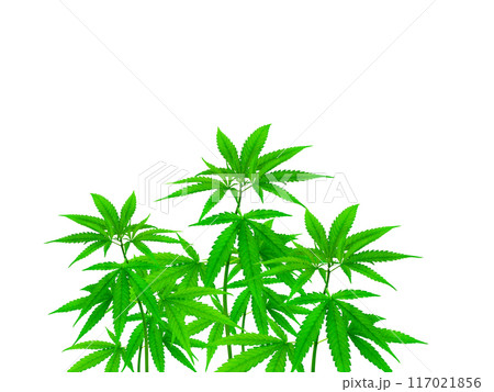Cannabis plants that can be separated on the white background 117021856