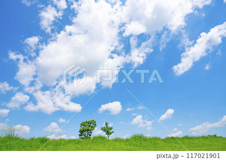 夏の青空と草原 夏の青空と草原 117021901