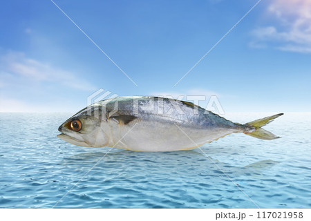 Fresh mackerel with sea and sky background Food concept with high protein benefits to nourish the brain 117021958