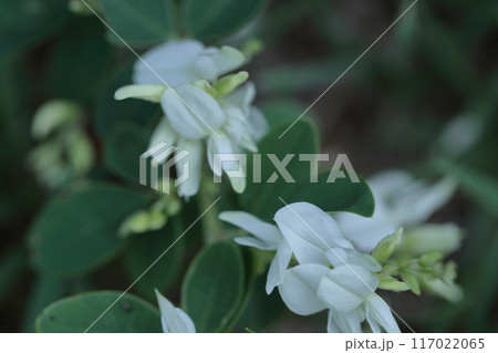 中秋の名月に供える花 中秋の名月に供える花 117022065