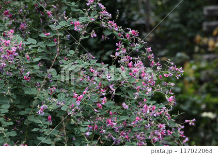 中秋の名月に供える花 中秋の名月に供える花 117022068
