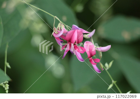 中秋の名月に供える花 中秋の名月に供える花 117022069
