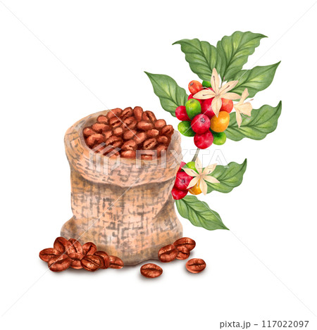 Branch of coffee tree with berries, flowers and beans in woven canvas bag. Watercolor, marker illustration. Coffee day. Isolated hand drawn art. Production of beverages of Robusta and Arabica aroma Branch of coffee tree with berries, flowers and beans in woven canvas bag. Watercolor, marker illustration. Coffee day. Isolated hand drawn art. Production of beverages of Robusta and Arabica aroma 117022097