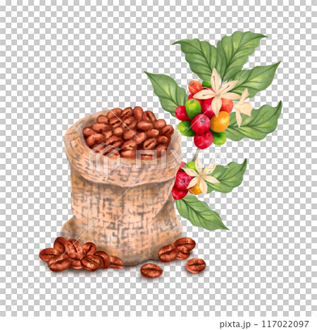 Branch of coffee tree with berries, flowers and beans in woven canvas bag. Watercolor, marker illustration. Coffee day. Isolated hand drawn art. Production of beverages of Robusta and Arabica aroma Branch of coffee tree with berries, flowers and beans in woven canvas bag. Watercolor, marker illustration. Coffee day. Isolated hand drawn art. Production of beverages of Robusta and Arabica aroma 117022097