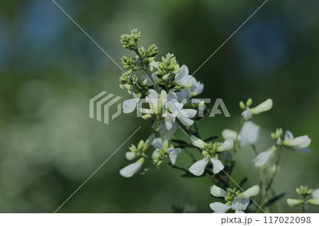 中秋の名月に供える花 中秋の名月に供える花 117022098