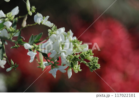 中秋の名月に供える花 中秋の名月に供える花 117022101