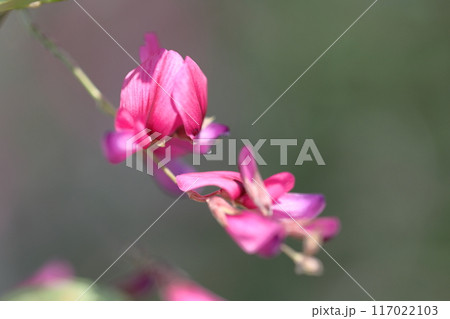 中秋の名月に供える花 中秋の名月に供える花 117022103