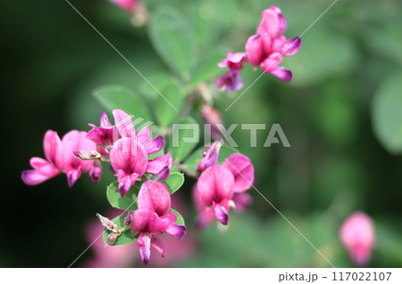 中秋の名月に供える花 中秋の名月に供える花 117022107