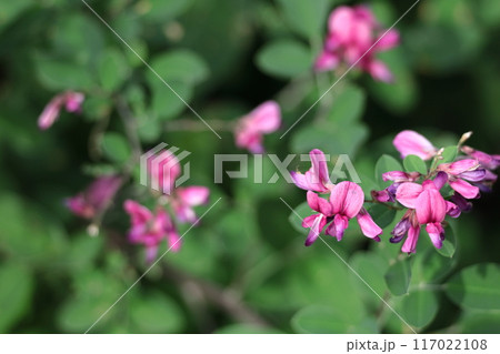中秋の名月に供える花 117022108