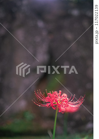 赤い彼岸花 117022139